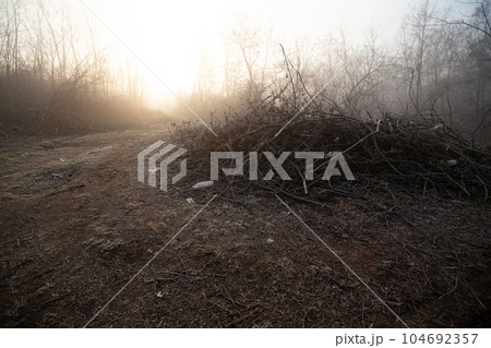 Deforestation for firewood for heating. Blackout. Preparation of brushwood for the winter, furnace firebox. Deforestation of beautiful pristine forest areas.fuel for heating. winter.Wood cutting 104692357