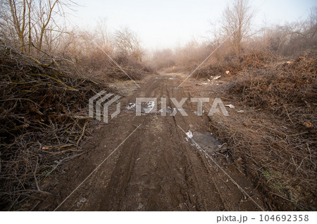Deforestation for firewood for heating. Blackout. Preparation of brushwood for the winter, furnace firebox. Deforestation of beautiful pristine forest areas.fuel for heating. winter.Wood cutting 104692358