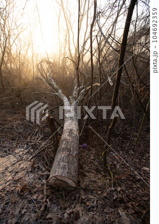 Deforestation for firewood for heating. Blackout. Preparation of brushwood for the winter, furnace firebox. Deforestation of beautiful pristine forest areas.fuel for heating. winter.Wood cutting 104692359