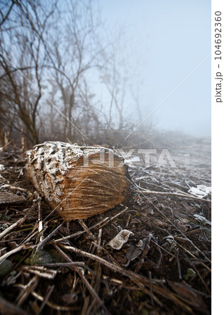 Deforestation for firewood for heating. Blackout. Preparation of brushwood for the winter, furnace firebox. Deforestation of beautiful pristine forest areas.fuel for heating. winter.Wood cutting 104692360