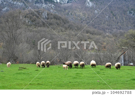A herd of sheep grazing on a beautiful mountain meadow. A herd of sheep grazing on a beautiful mountain meadow. 104692788
