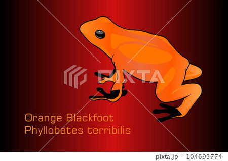 Orange blackfoot frog 104693774