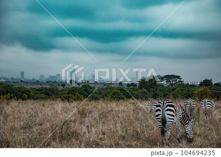 zebra in the grassy nature Zebras Grazing Savannah Grasslands At The Nairobi National Park In Kenya's Capital 104694235