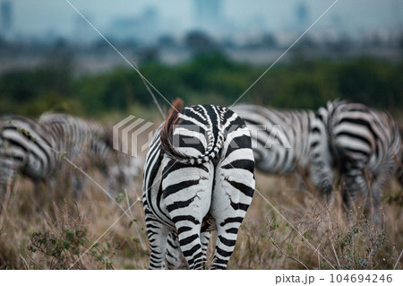 zebra in the grassy nature Zebras Grazing Savannah Grasslands At The Nairobi National Park In Kenya's Capital 104694246