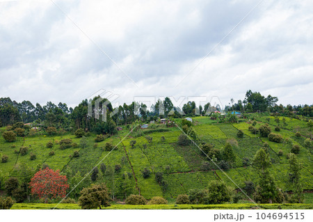 landscape with tea plantation 104694515