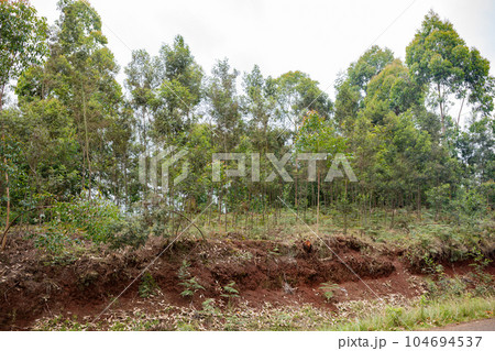 landscape with tea plantation landscape with tea plantation 104694537