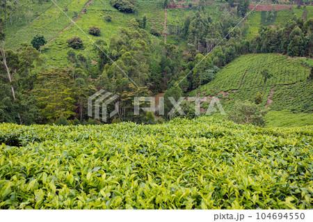 landscape with tea plantation landscape with tea plantation 104694550