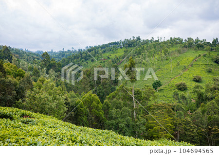 landscape with tea plantation 104694565
