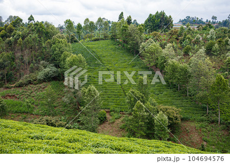 landscape with tea plantation landscape with tea plantation 104694576