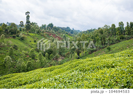 landscape with tea plantation 104694583