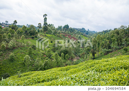 landscape with tea plantation 104694584