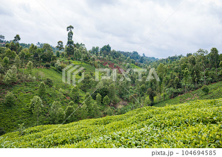 landscape with tea plantation 104694585