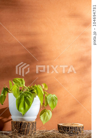 Indoor philodendron plant in a white pot and wooden podium on peach 104694781