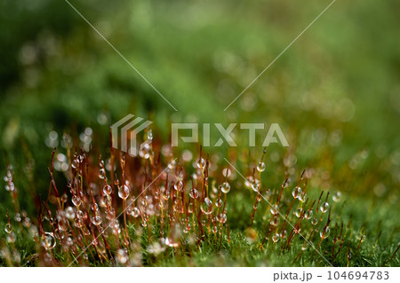 Macro photo. forest green moss with dew drops. Blurred and copy space 104694783