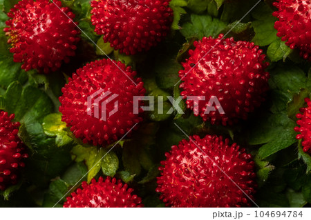 Close-up bright summer background - red duchesnea berries, top view Close-up bright summer background - red duchesnea berries, top view 104694784