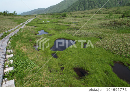 初夏の弥陀ヶ原高原 立山黒部アルペンルート 初夏の弥陀ヶ原高原 立山黒部アルペンルート 104695778