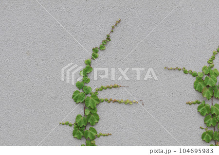 壁を這う植物【背景素材】 104695983