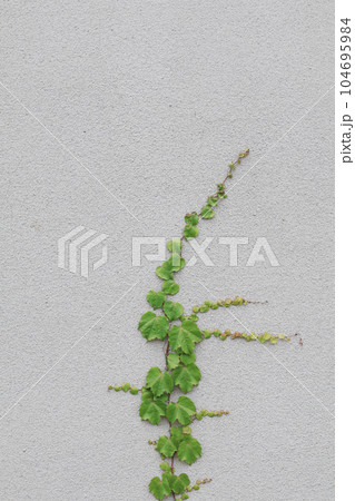壁を這う植物【背景素材】 104695984