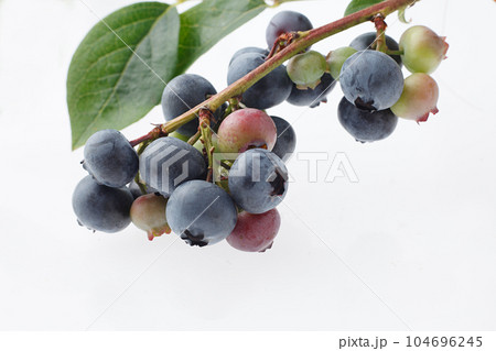 ブルーベリー　　白バック 104696245