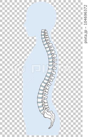 Anatomy of the spine Cervical vertebrae Thoracic vertebrae Lumbar vertebrae Lateral view Anatomy of the spine Cervical vertebrae Thoracic vertebrae Lumbar vertebrae Lateral view 104696372
