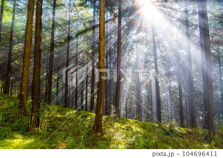 【光芒素材】森に差し込む光【長野県】 【光芒素材】森に差し込む光【長野県】 104696411