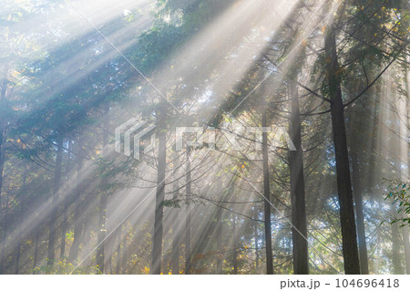 【光芒素材】森に差し込む光【長野県】 104696418
