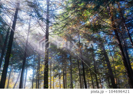 【光芒素材】森に差し込む光【長野県】 104696421
