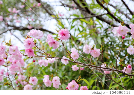 ヤエザクラの花 104696515