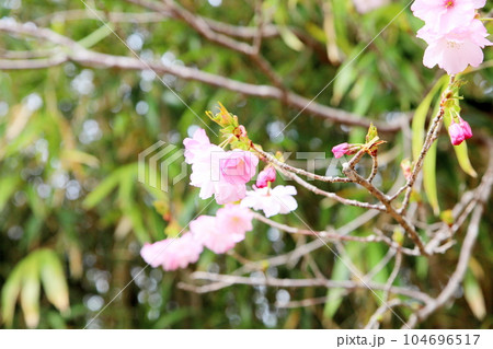ヤエザクラの花 104696517