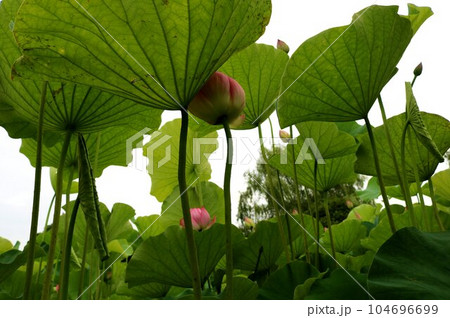 日差しをよけて 涼し気な蓮池 日差しをよけて 涼し気な蓮池 104696699