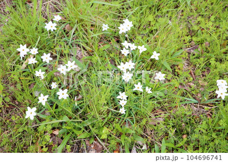 ハナニラの花 104696741