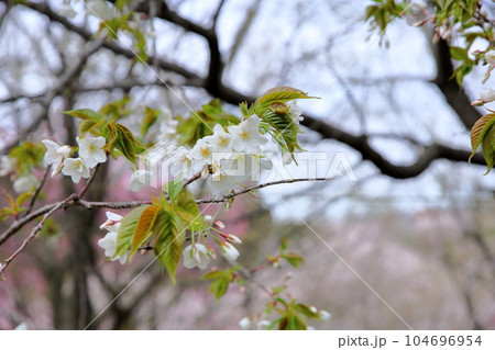 ヤマザクラの花 ヤマザクラの花 104696954