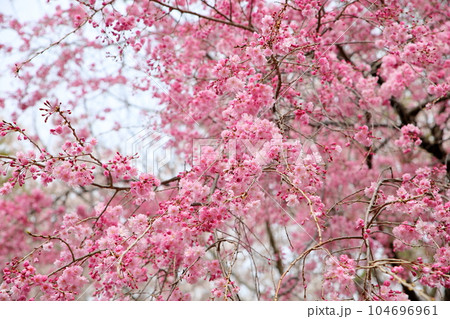 鮮やか　ピンクの桜　満開 104696961
