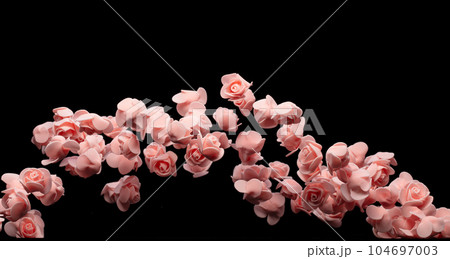 Pink small Rose Flower explosion up. Many...の写真素材 [104697003] - PIXTA