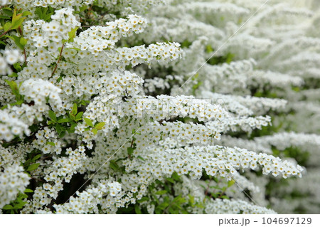ユキヤナギの花 104697129