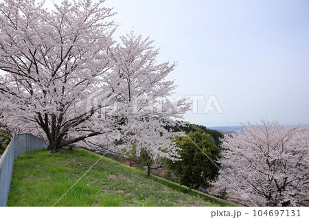 桜 ソメイヨシノ 満開 桜 ソメイヨシノ 満開 104697131