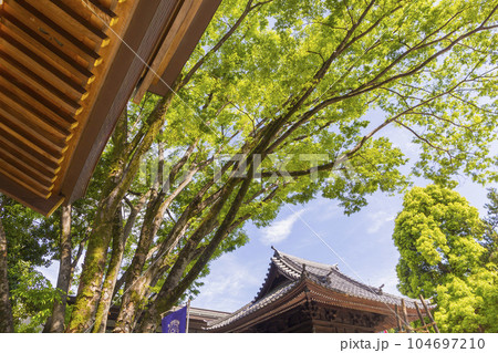 大國魂神社　随神門 　神社仏閣　陽射し　扉　ずいじんもん 104697210