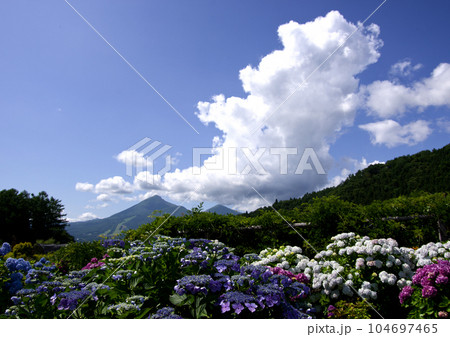 白い積乱雲と磐梯山、そしてカラフルな紫陽花のコラボレーションが青空に印象的で綺麗だ。 104697465