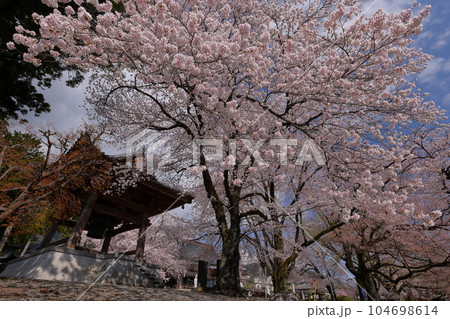 山梨県南アルプス市上市之瀬　桜の名所高峰山妙了寺　満開のしだれ桜やソメイヨシノに包まれる境内の鐘楼 104698614