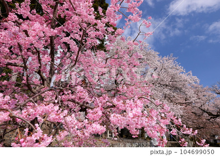 山梨県南アルプス市上市之瀬　桜の名所高峰山妙了寺　参道を彩るベニシダレザクラやソメイヨシノ 104699050