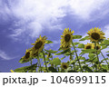 ひまわりと青空 104699115