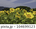 ひまわり畑 104699123