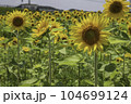 ひまわり畑 104699124