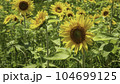 ひまわり 104699125