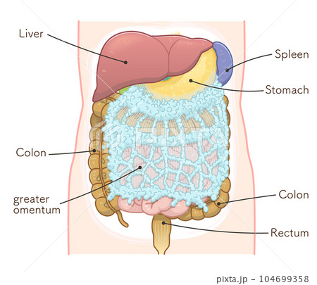liver,stomach,colon,greater omentum,illustration 104699358