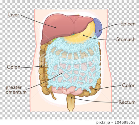 liver,stomach,colon,greater omentum,illustration 104699358