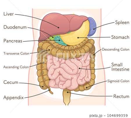 liver,stomach,colon,spleen,pancreas,smallintestine 104699359