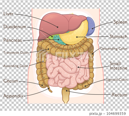 liver,stomach,colon,spleen,pancreas,smallintestine 104699359