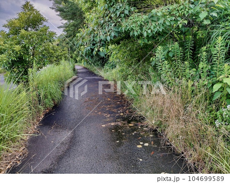 枝葉が伸びた歩道脇の植栽 104699589