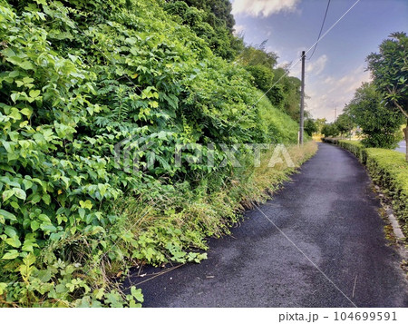 枝葉が伸びた歩道脇の植栽 104699591